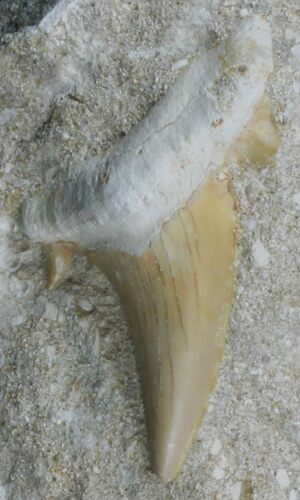 Otodus Shark Tooth Fossil In Rock - Eocene #60192